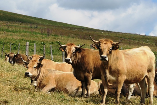 Tour du Cantal 23-31 juillet 2016 (17)