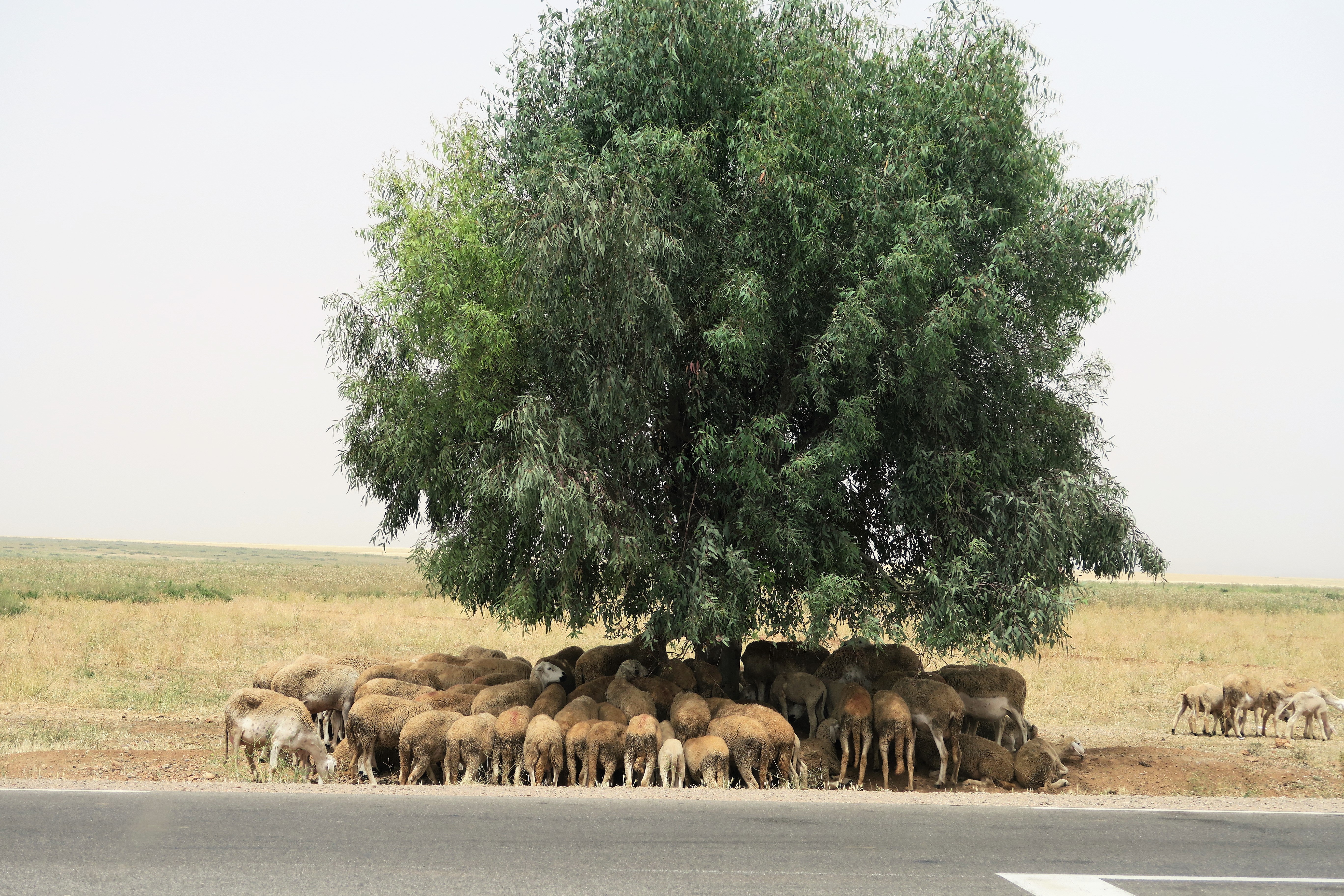 Maroc 2017 (109)